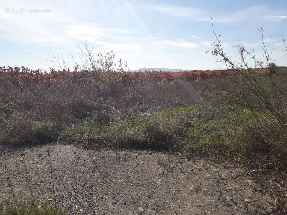 Terrain à SAINT-LAURENT-DE-LA-CABRERISSE