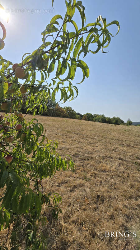Maison à CORDES-TOLOSANNES
