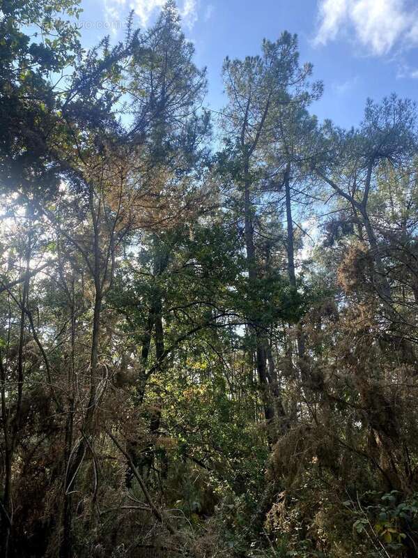 Photo 4 - Terrain à LANGON