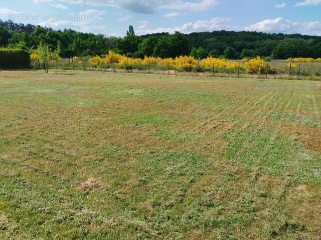 Terrain à MONTFORT-LE-GESNOIS