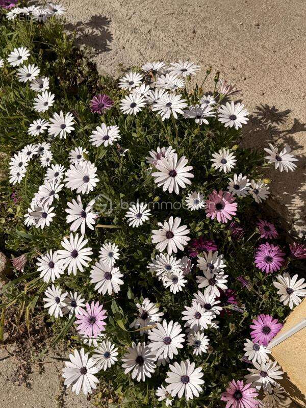 Maison à LE GRAU-DU-ROI