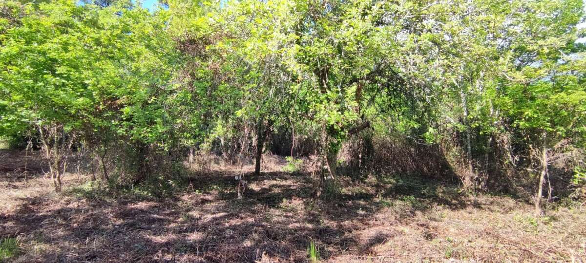 Terrain constructible boise 2980m2 - photo 3