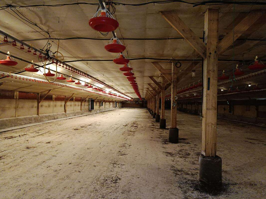poulaillers industriels - photo 6