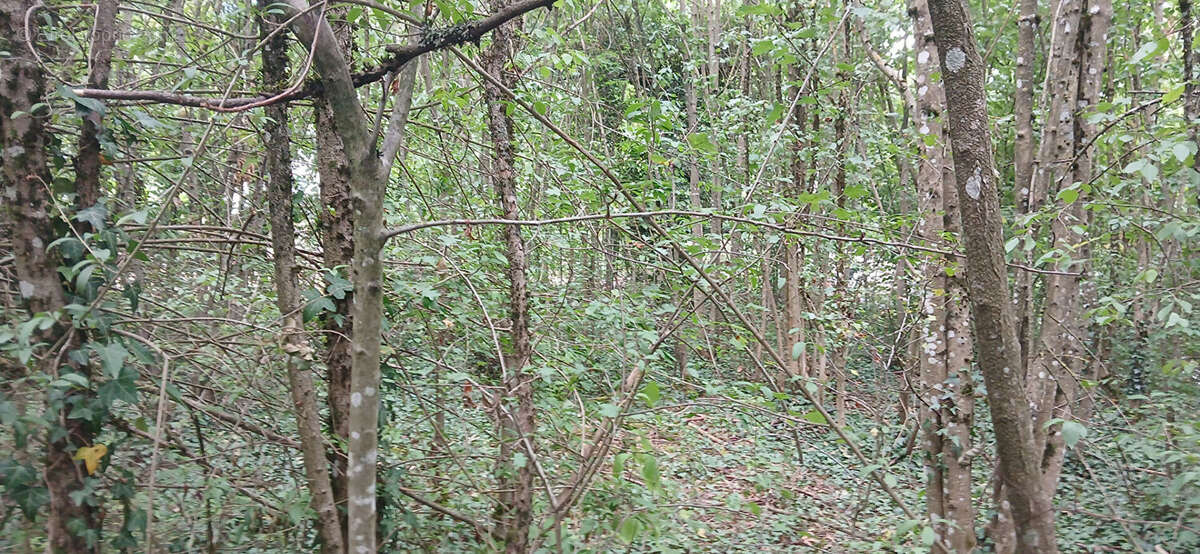Terrain Dommartemont 1116 m2 - photo 3
