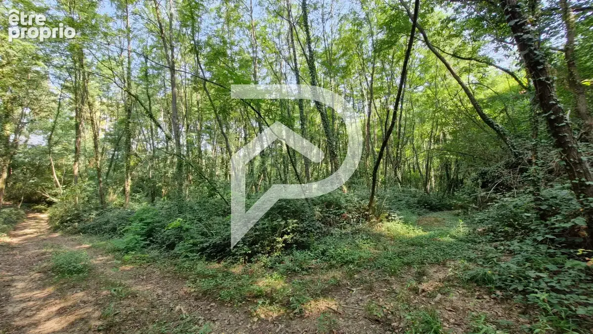 Bois et taillis CAUPENNE 3,45 Hectares - photo 4