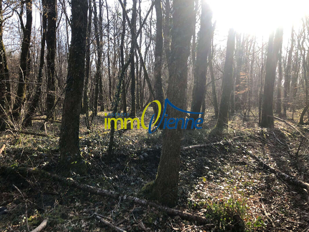 Terrain à USSON-DU-POITOU