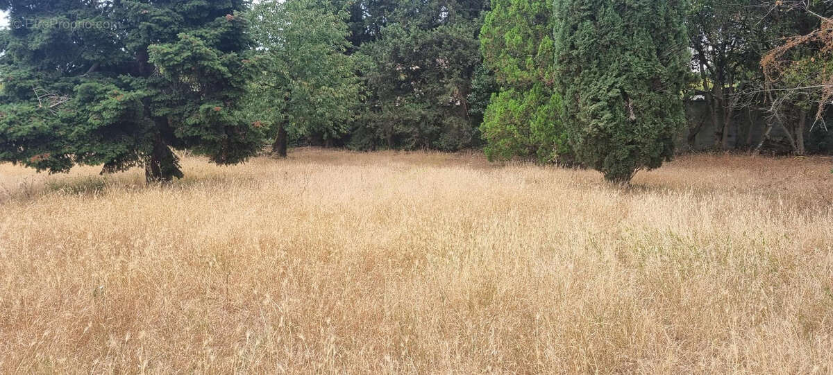 Grand Terrain constructible  - Toulouse Saint Simon - photo 4