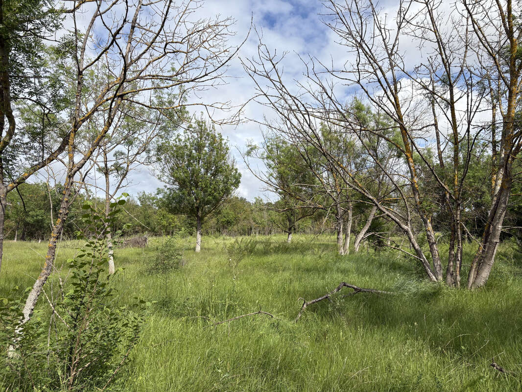 Terrain à FLORENSAC