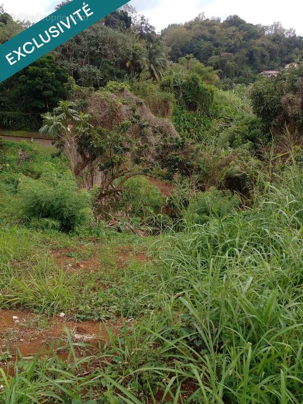 Photo 3 - Terrain à SAINT-ESPRIT