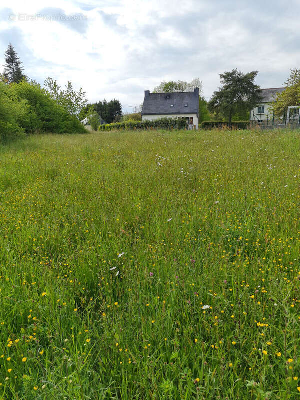 Terrain à MONTENEUF