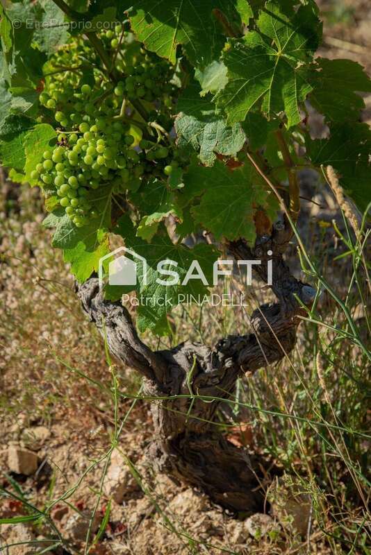 Photo 4 - Commerce à LATOUR-DE-FRANCE