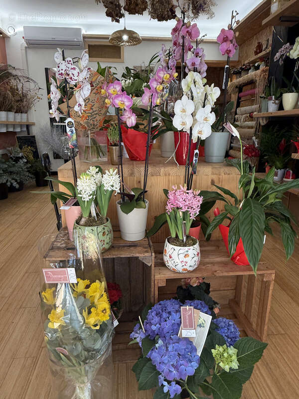 Commerce à GRUISSAN