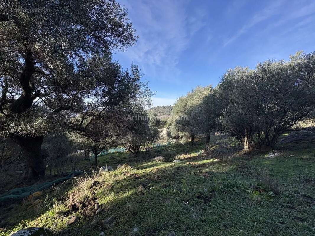 Terrain à MONTEGROSSO