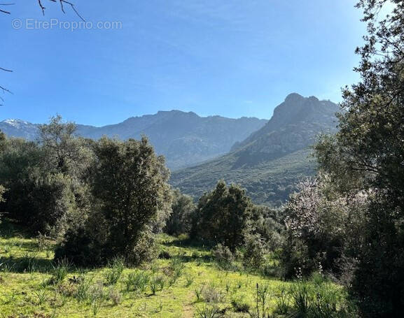 Terrain à CALENZANA