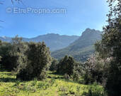 Terrain à CALENZANA