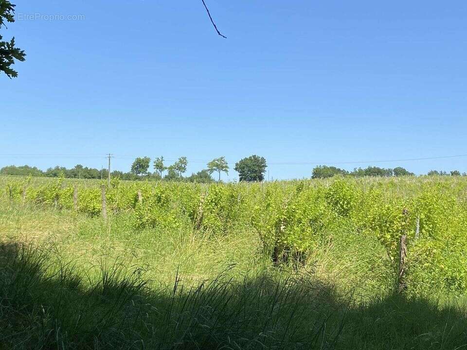#vignes #gers #bois  - Terrain à CAZAUBON