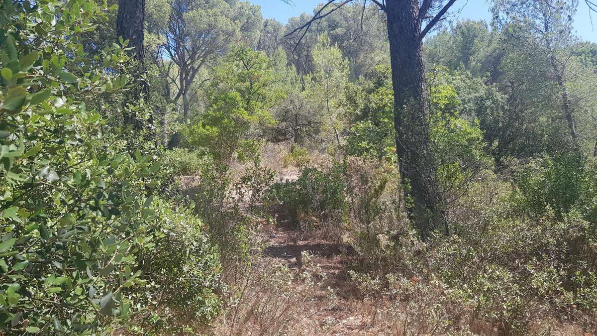Exclusivite - terrain a vendre - la roque d'antheron - foret - photo 6