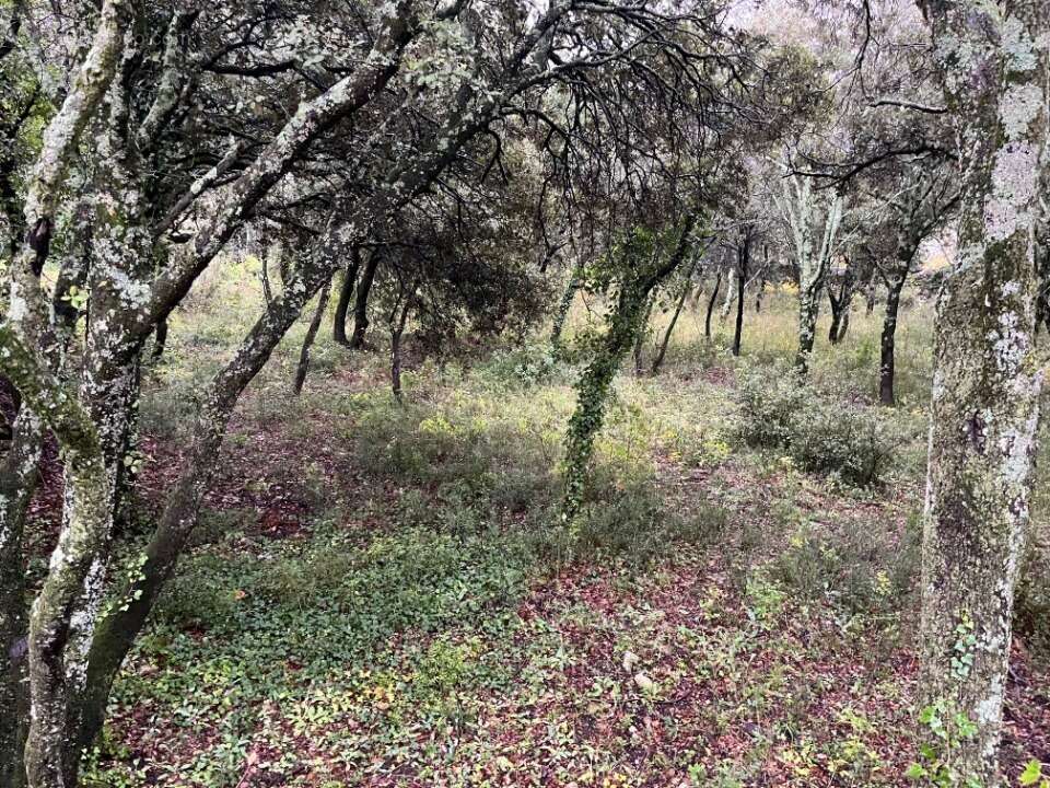 Terrain à SAINT-RESTITUT