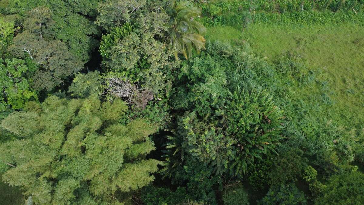 Terrain à LE MORNE-ROUGE