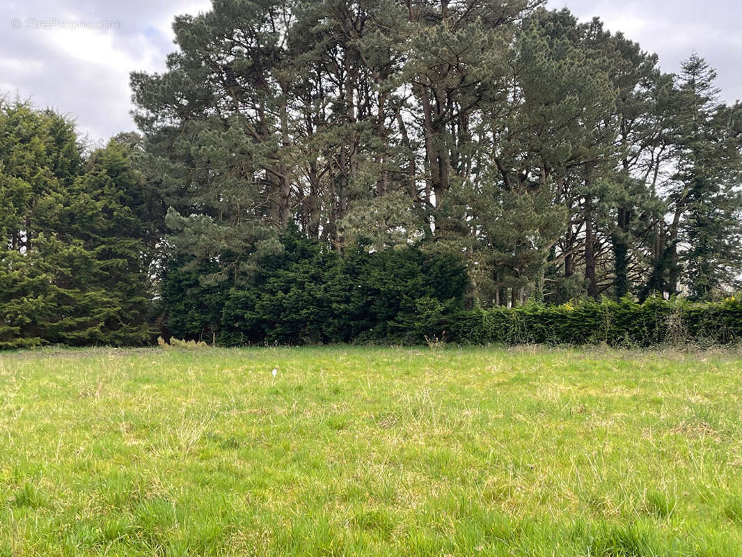 Terrain à SAINT-LYPHARD