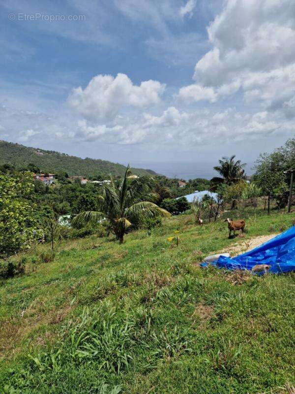Terrain Le Morne Vert - photo 5
