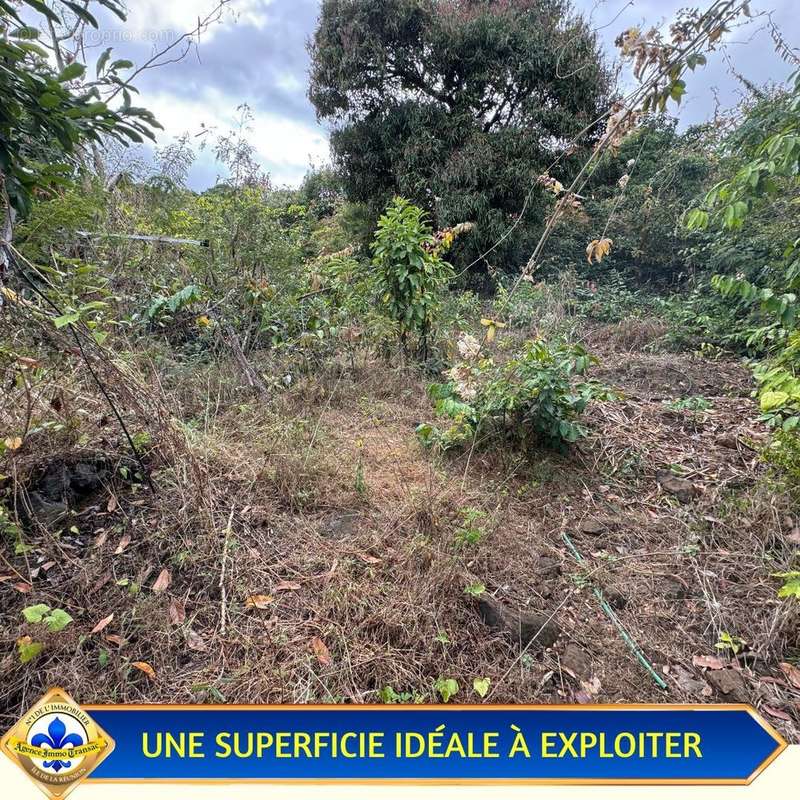 Terrain à SAINT-PAUL