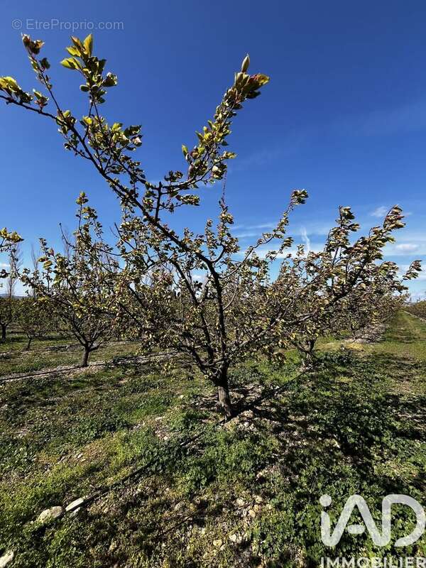 Photo 4 - Terrain à SALSES-LE-CHATEAU