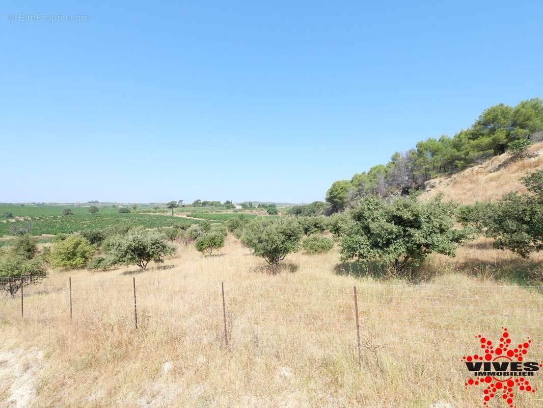 Exceptionnel : Truffière en production sur 2,2 hectares aux portes de Béziers - photo 7