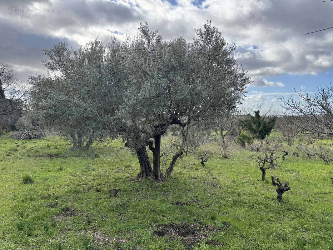 Maison à MONTPEYROUX