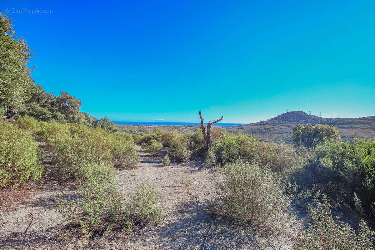 Terrain à OLMETA-DI-TUDA