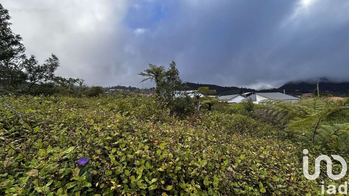 Photo 4 - Terrain à LA PLAINE-DES-PALMISTES