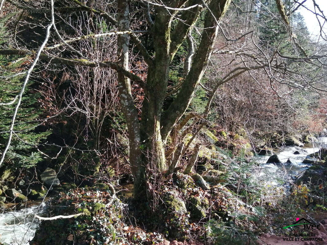 Terrain à LE HOHWALD