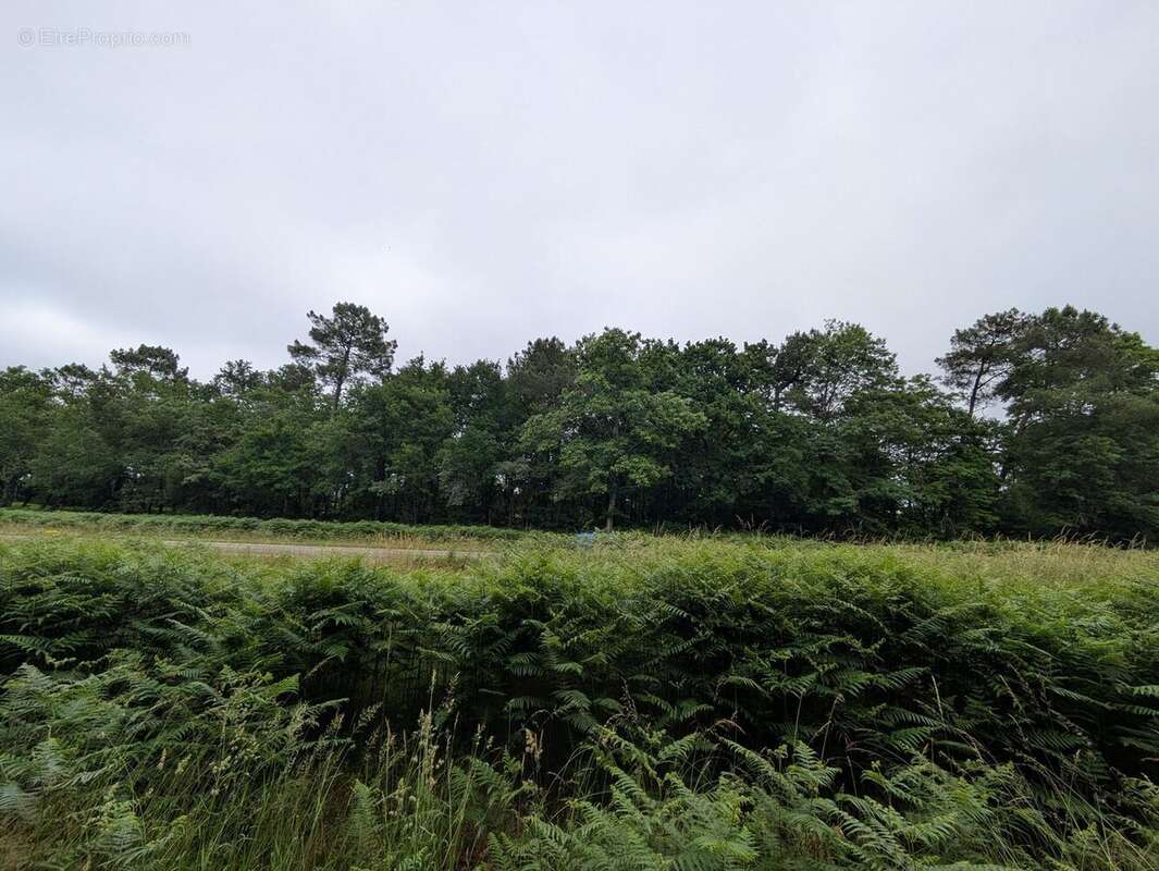 Terrain à SAINT-PIERRE-DU-MONT