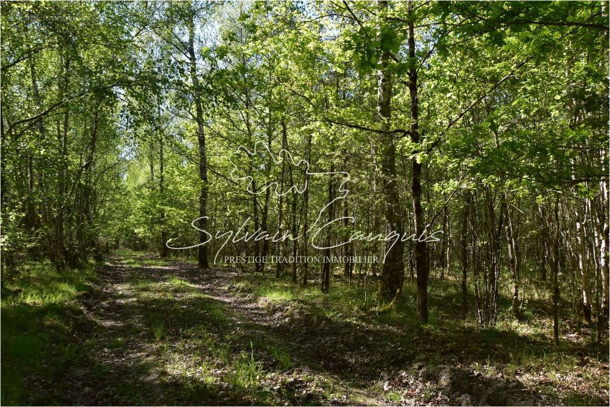 Territoire de Chasse de 171 hectares en Sologne - photo 2