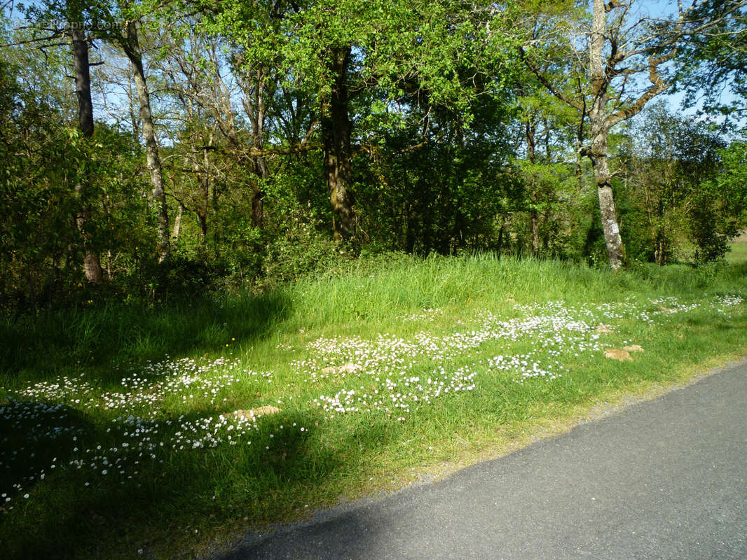 Parcelle de bois en campagne - monsempron libos - photo 6