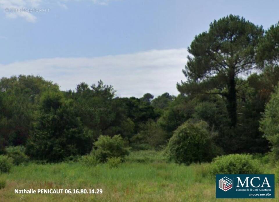Terrain à MESSANGES