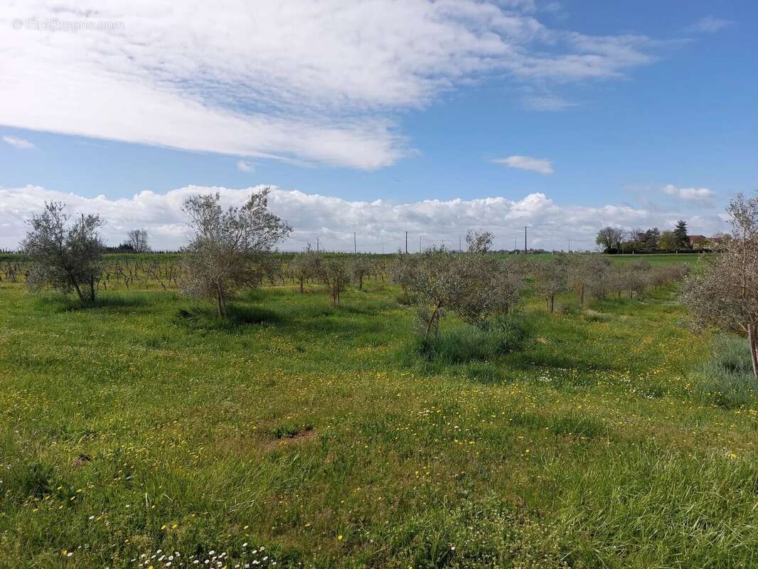 Domaine viticole bio près de Cordes-sur-Ciel - photo 17
