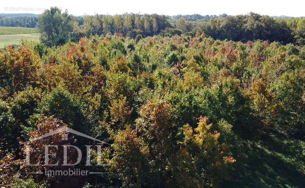 Parcelles Forestière et Bois - photo 6