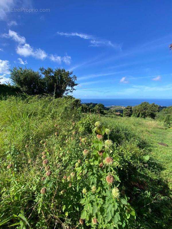 Terrain à LE MORNE-VERT