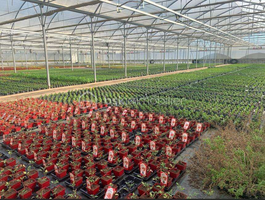 Proche Nogaro - Propriété Horticole de 3ha avec habitation - photo 5