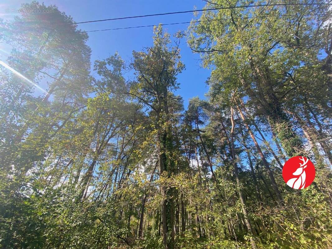 Terrain à ARBONNE-LA-FORET