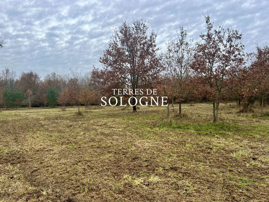 Terrain à MONTRIEUX-EN-SOLOGNE