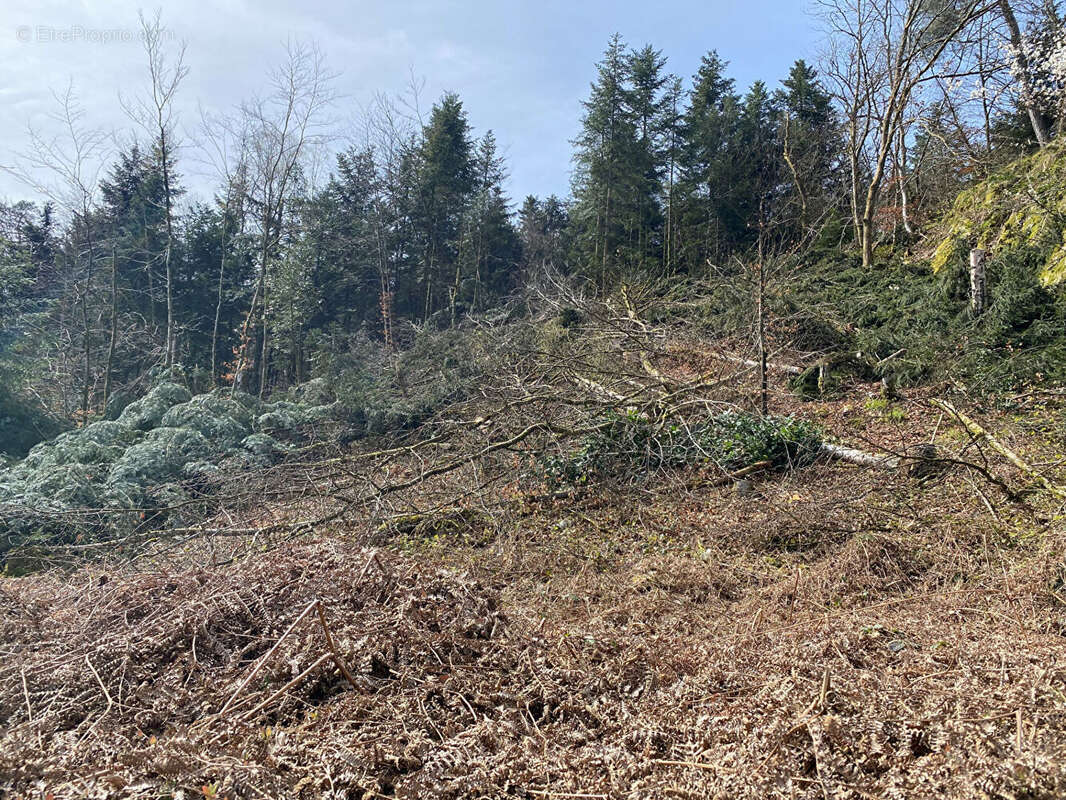 Terrain à SAINT-NABORD