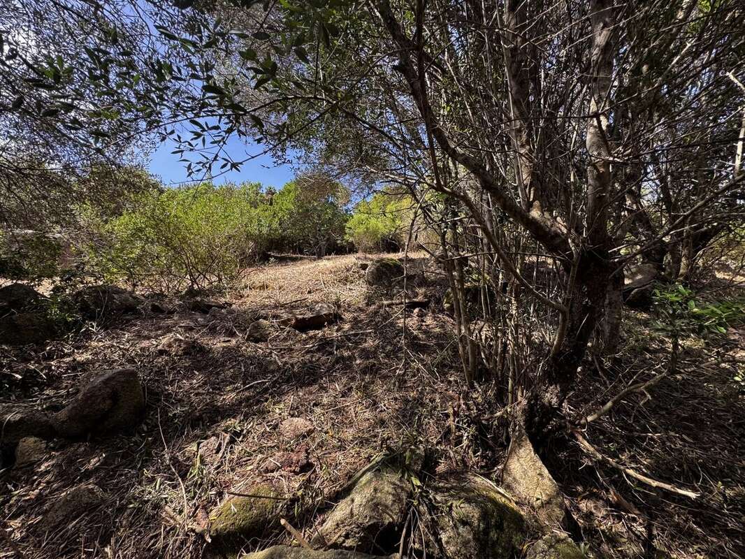Terrain à FIGARI