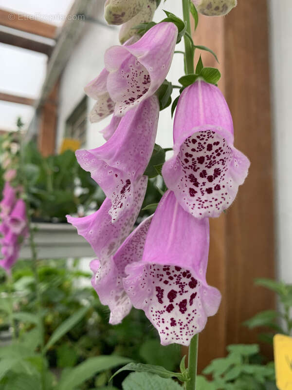 Maison à SAINTE-FORTUNADE