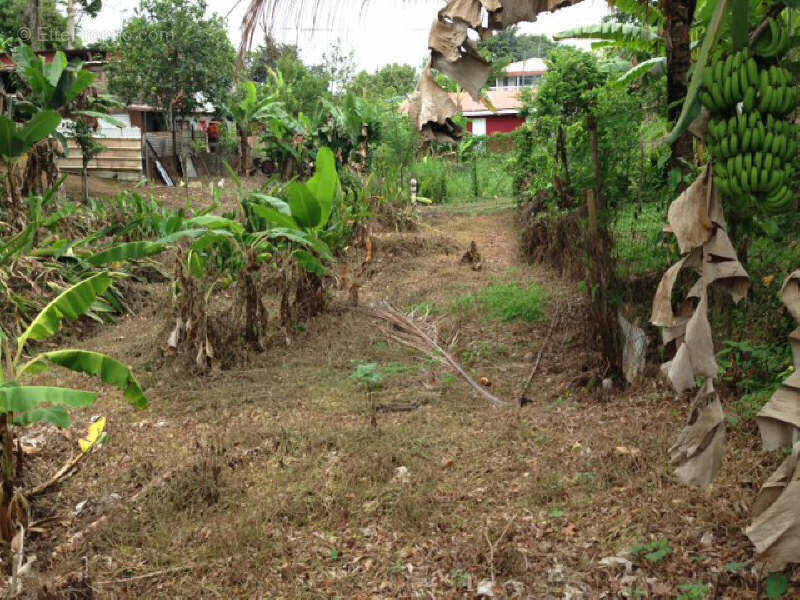Terrain à SAINT-JOSEPH