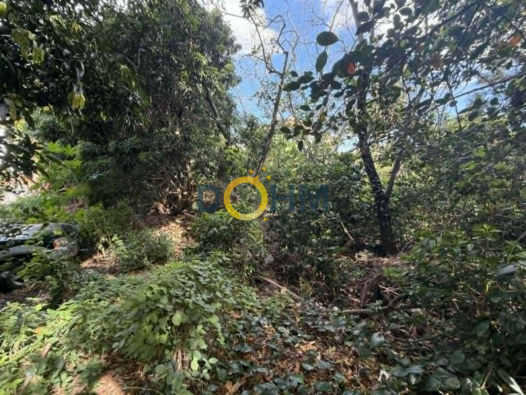Terrain à LE TAMPON