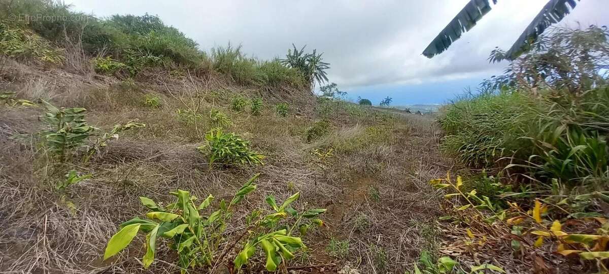 Terrain à SAINT-LEU