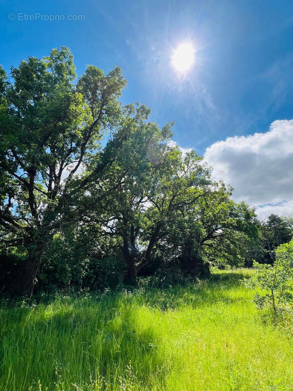 Terrain à MIGNE-AUXANCES