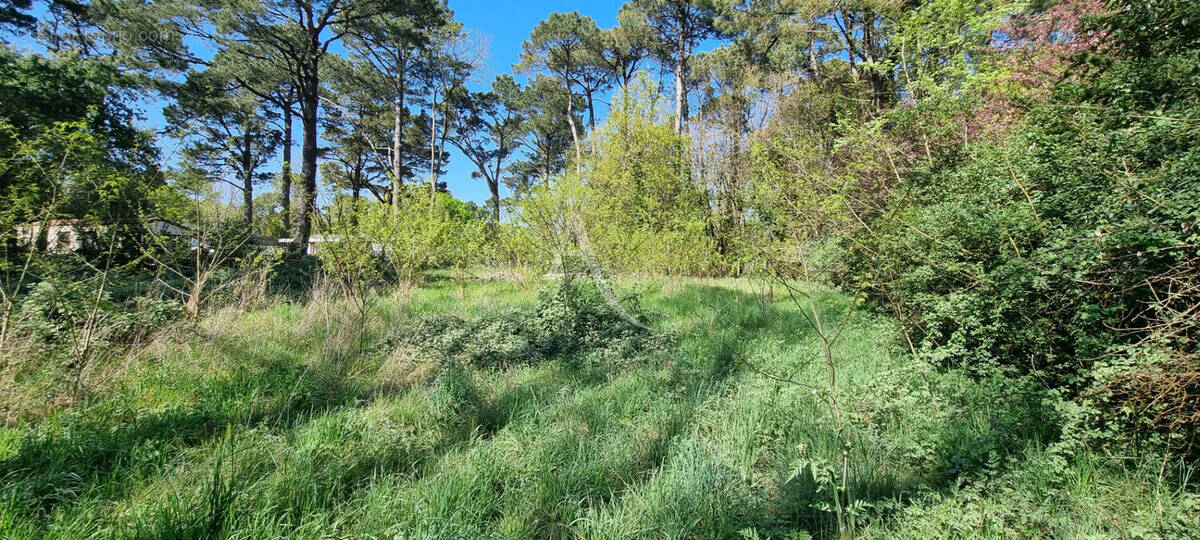 Terrain à SAINT-HILAIRE-DE-RIEZ